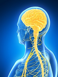 yellow brain and nerrves